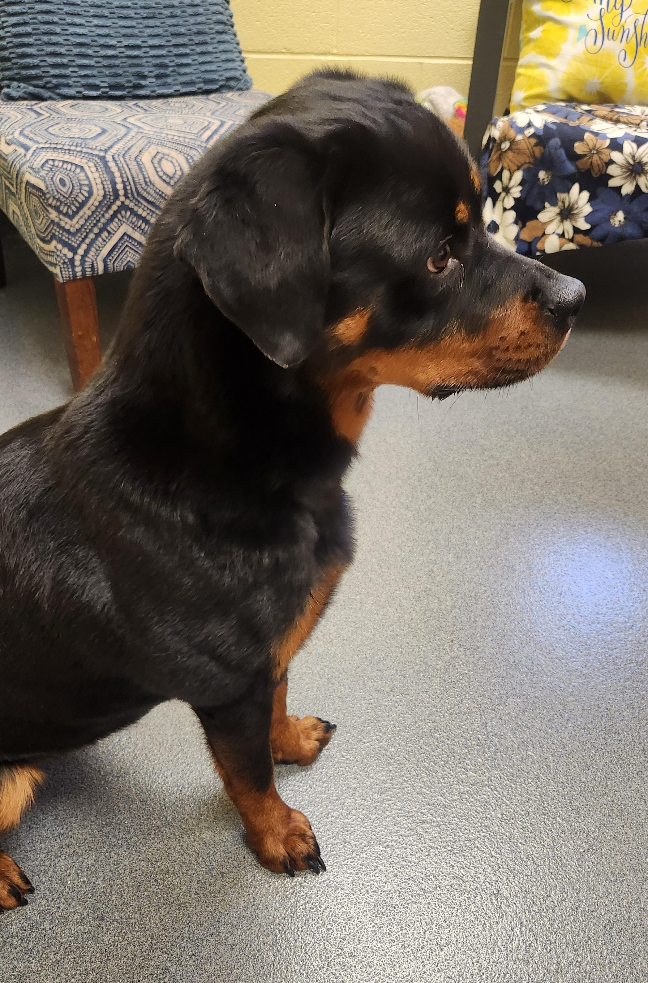 Enlarge Nova - ADOPTED!, an adopted mixed breed in Amherst, VA image 6/6