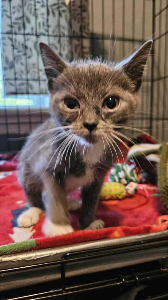 Enlarge Digiorno, a Adoptable Domestic Short Hair in North Brunswick, NJ image 1/1