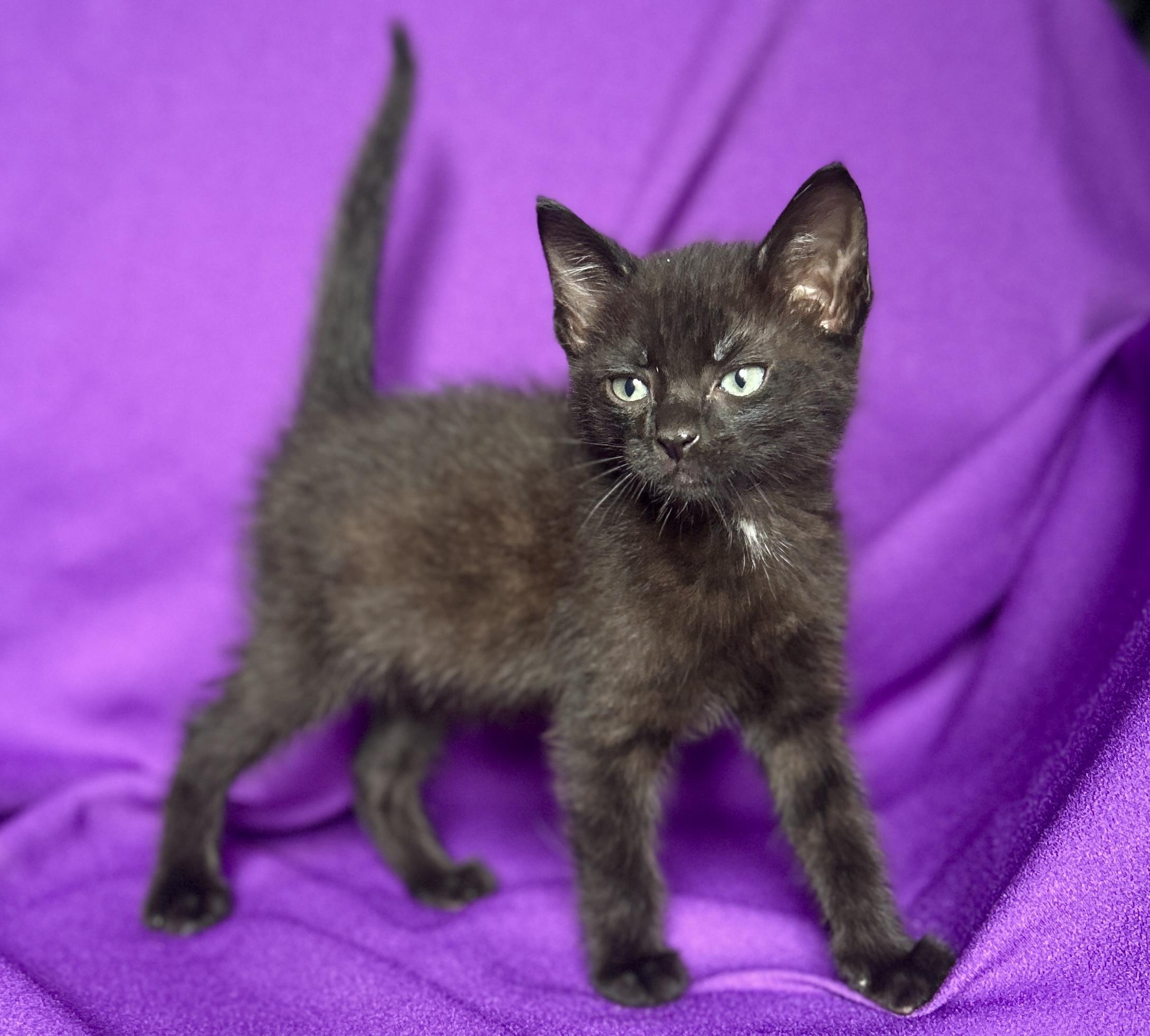 Enlarge SADIE, a Adoptable Domestic Short Hair in Rowland Heights, CA image 2/3