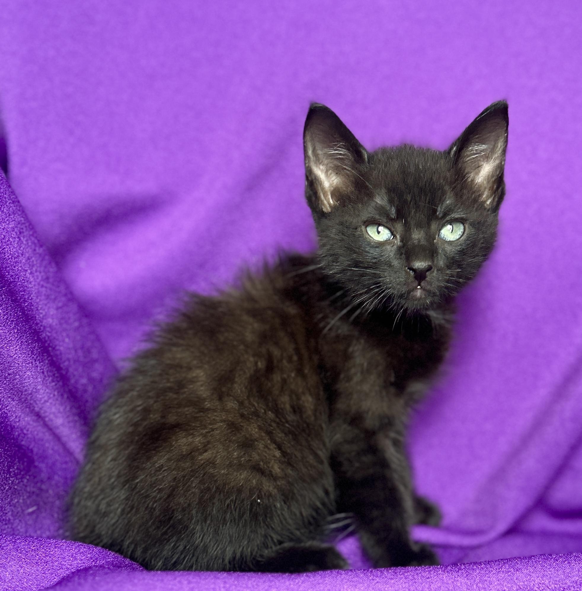 Enlarge SADIE, a Adoptable Domestic Short Hair in Rowland Heights, CA image 1/3
