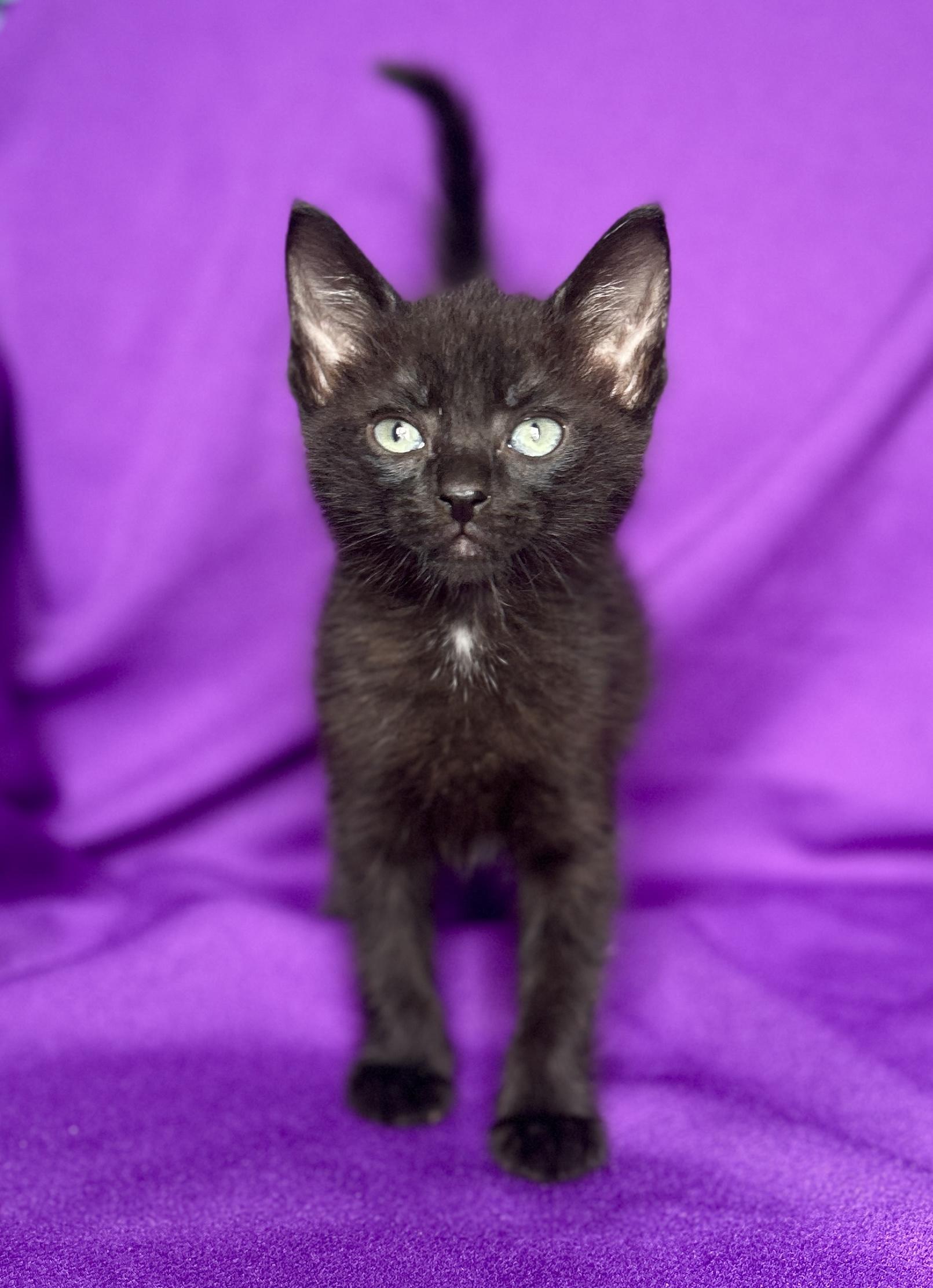 Enlarge SADIE, a Adoptable Domestic Short Hair in Rowland Heights, CA image 3/3
