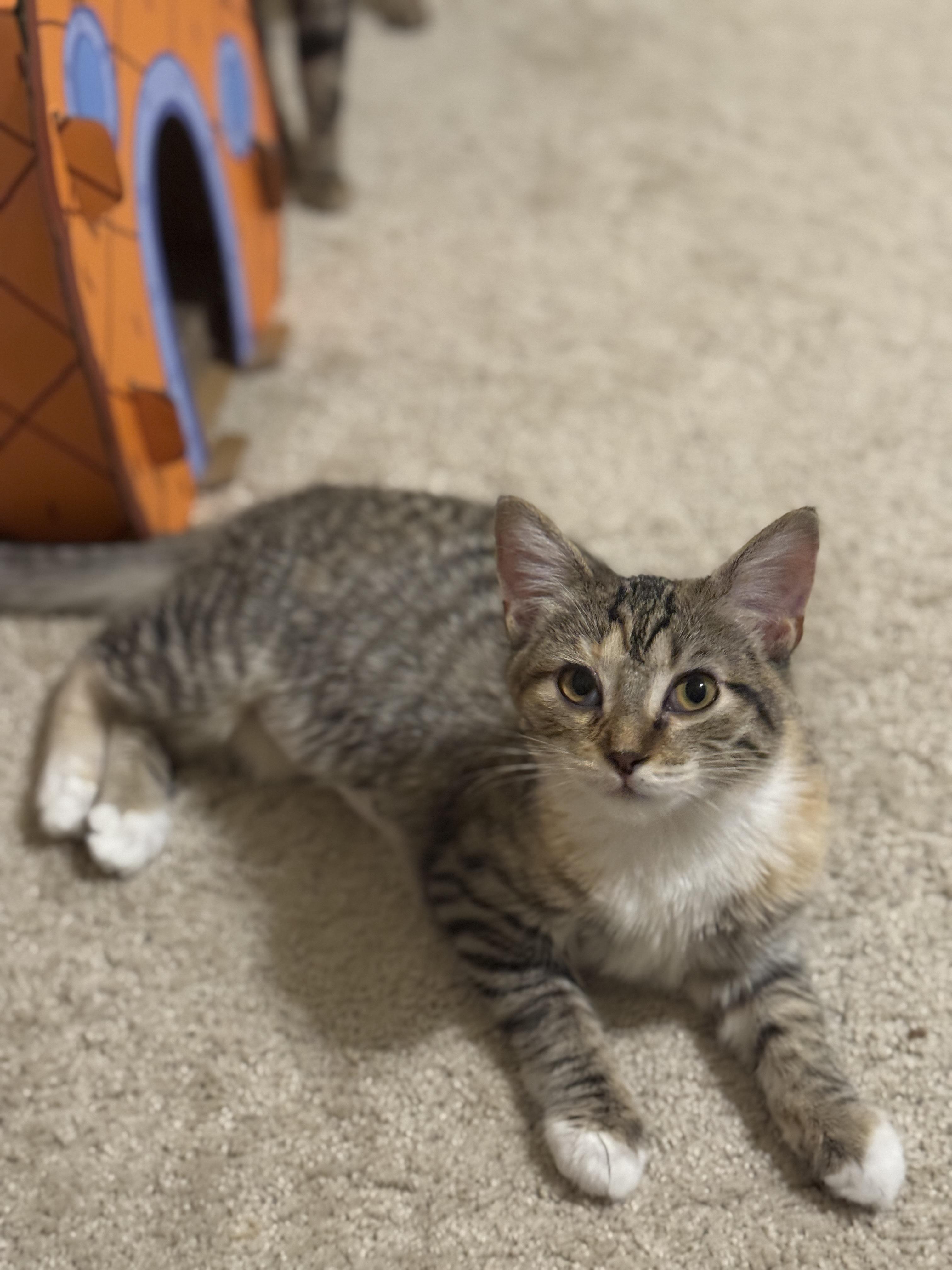 Cider, an adopted mixed breed in Youngtown, AZ image 3/3