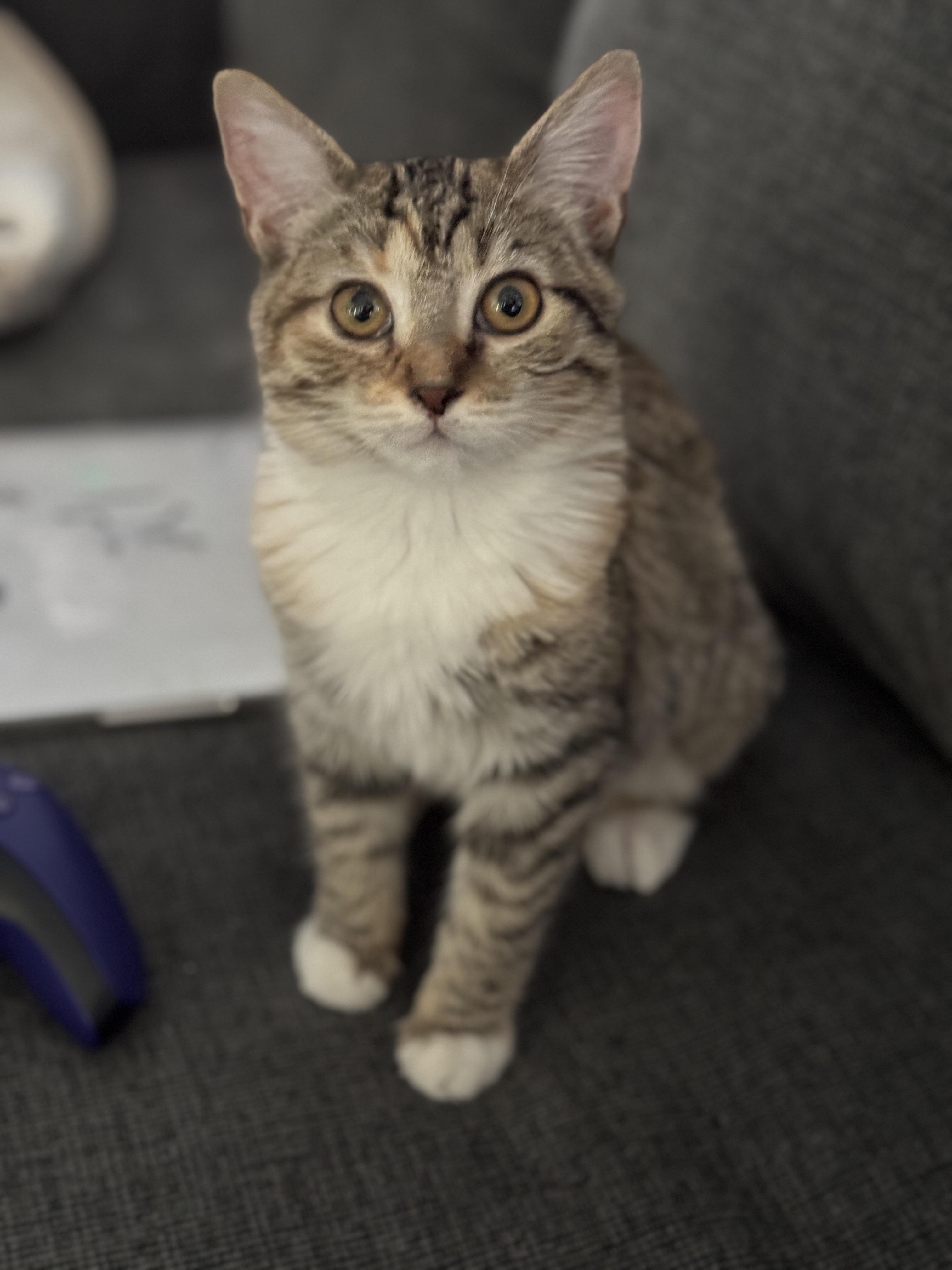 Cider, an adopted mixed breed in Youngtown, AZ image 2/3