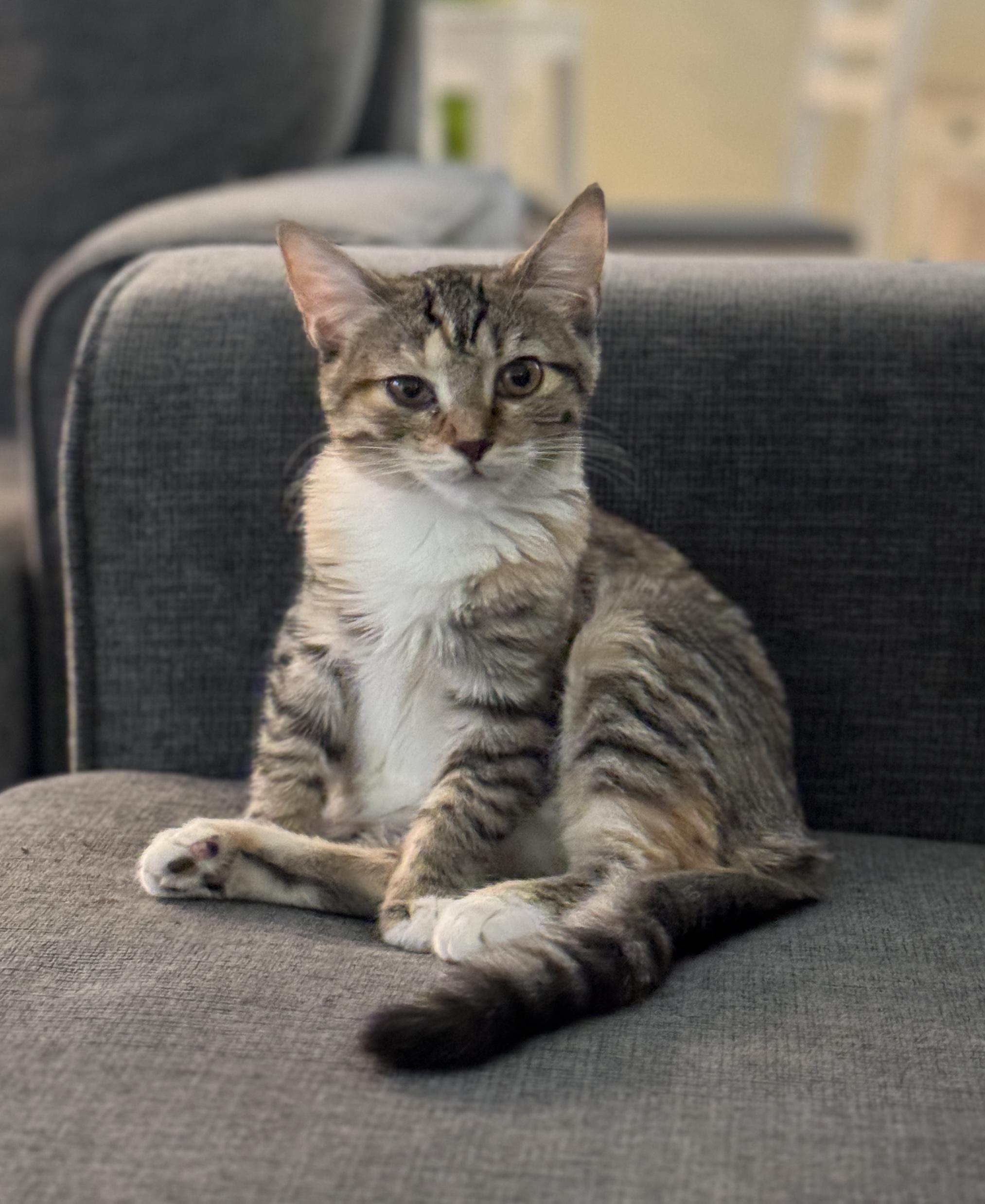 Cider, adopted, Kitten Female Domestic Short Hair.