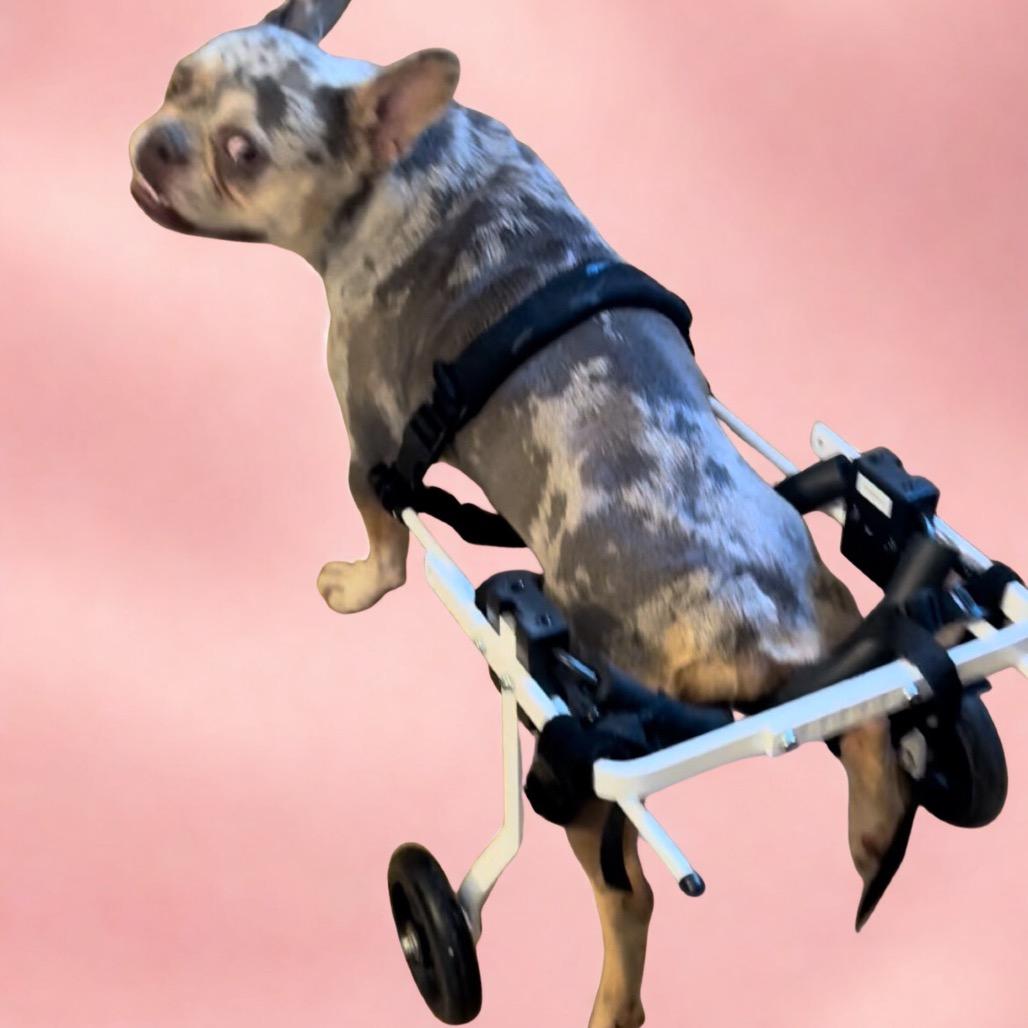 Stormy, Adoptable, Adult Female French Bulldog.