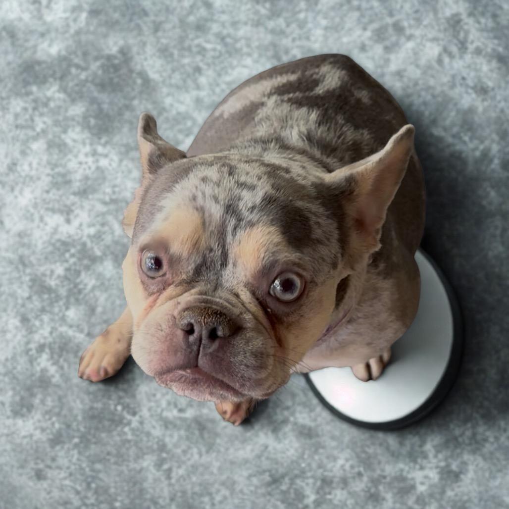 Stormy (special needs), a Adoptable French Bulldog in Las Vegas, NV image 2/5