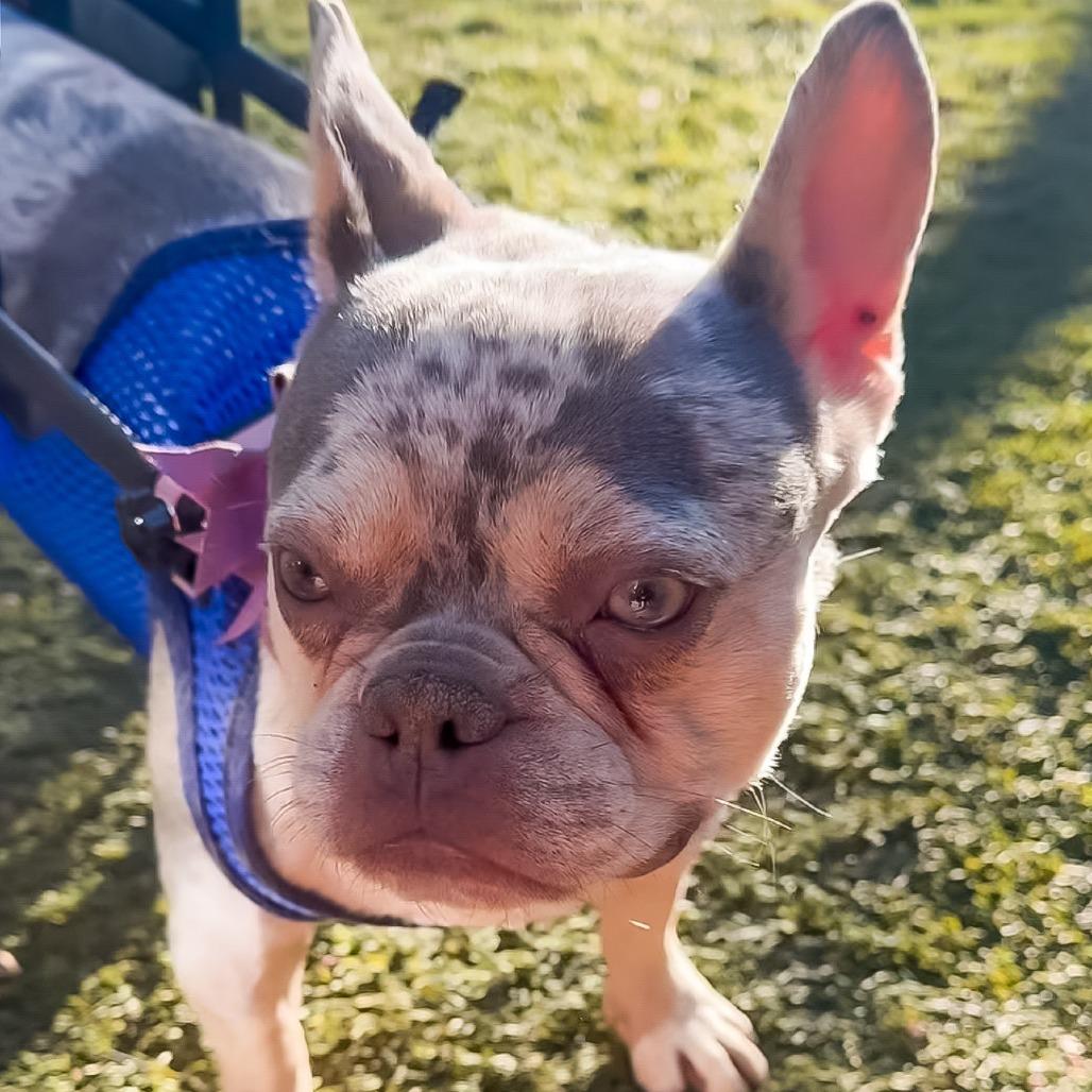 Stormy (special needs), a Adoptable French Bulldog in Las Vegas, NV image 3/5