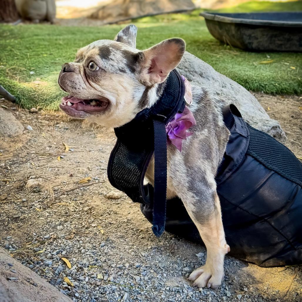 Stormy (special needs), a Adoptable French Bulldog in Las Vegas, NV image 4/5