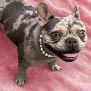 Stormy (special needs), a Adoptable French Bulldog in Las Vegas, NV image 5/5