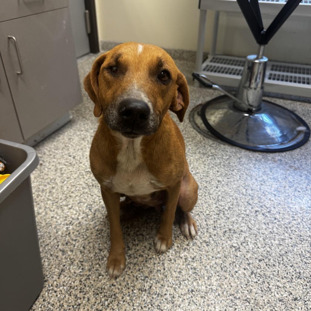 Enlarge Eleven, a Adoptable Mixed Breed in Red House, WV image 1/1