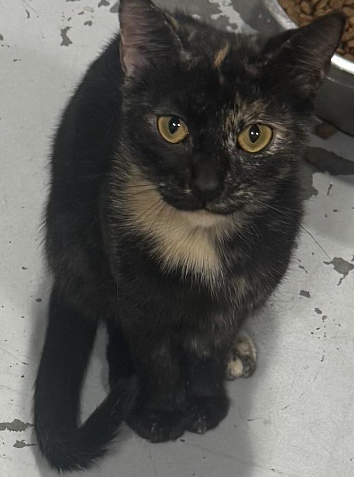 Georgie Girl, Adoptable, Adult Female Domestic Short Hair.