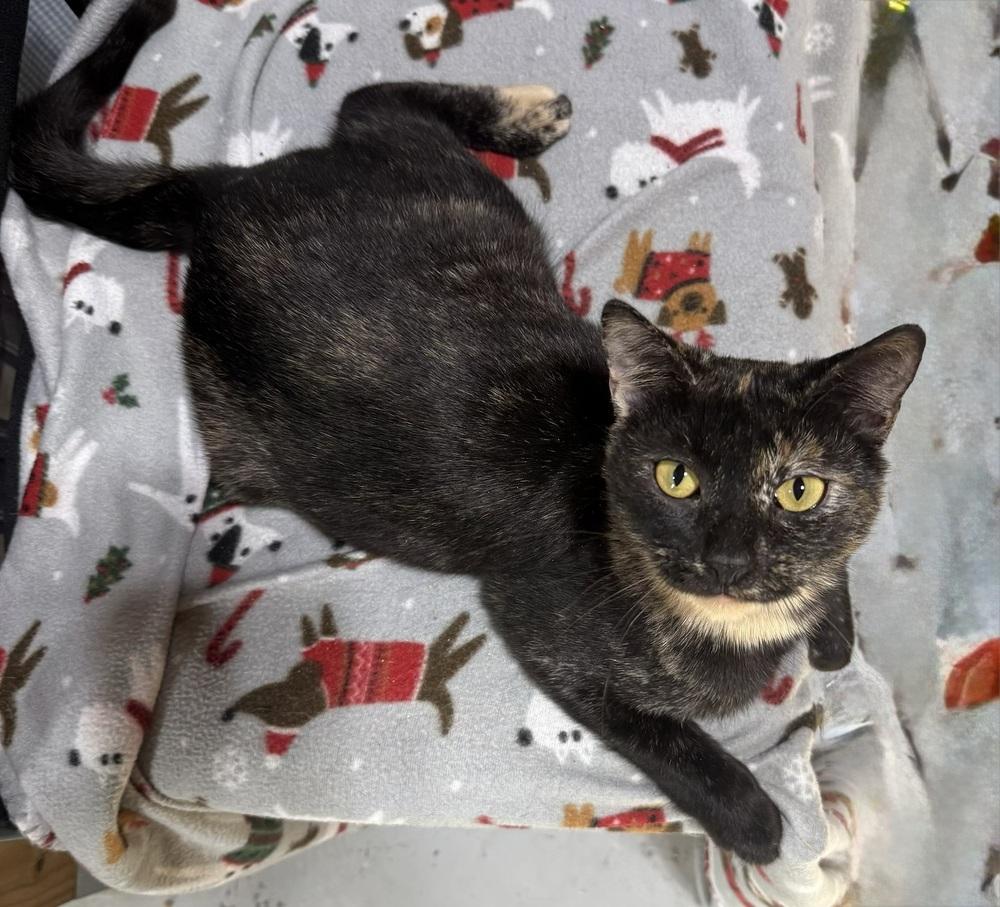 Enlarge Georgie Girl, a Adoptable mixed breed in Jackson, GA image 3/6