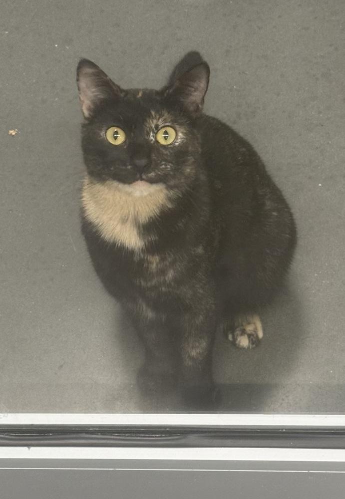 Enlarge Georgie Girl, a Adoptable mixed breed in Jackson, GA image 3/6