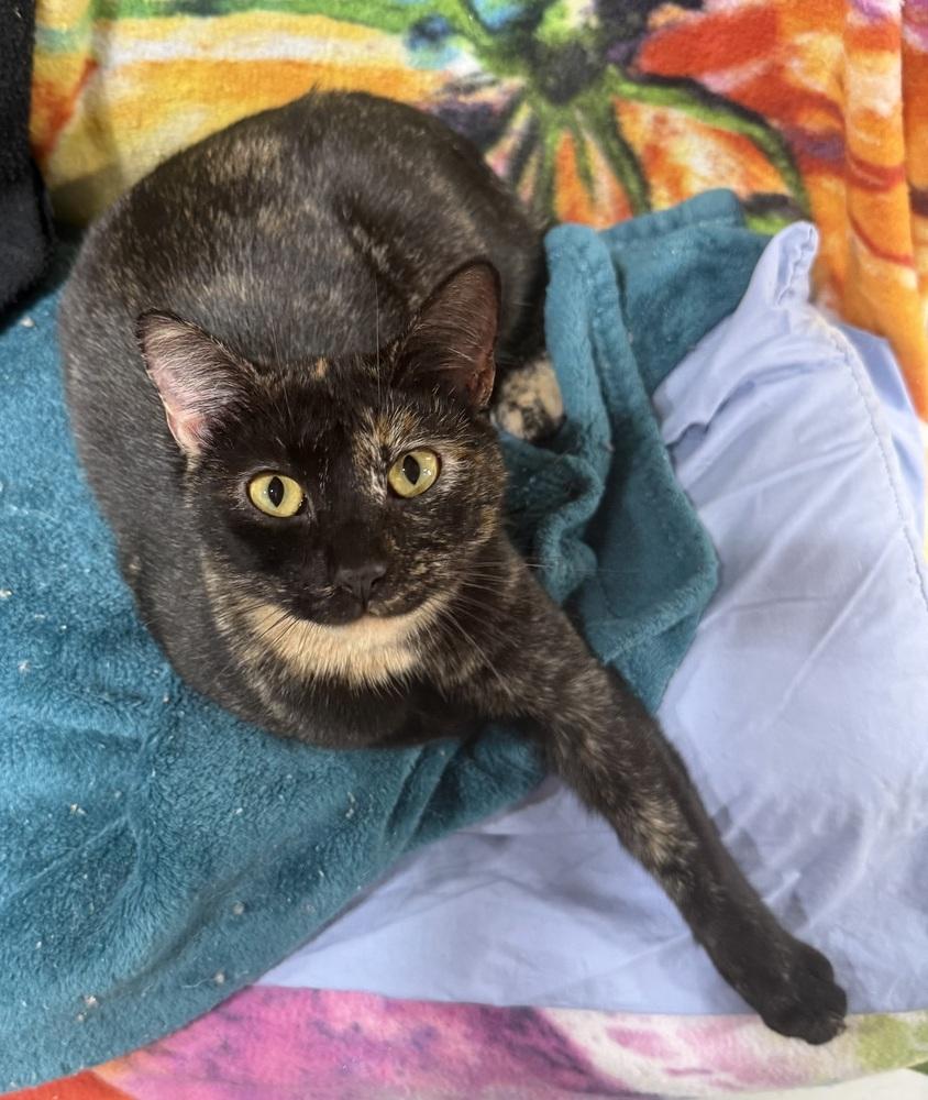 Enlarge Georgie Girl, a Adoptable mixed breed in Jackson, GA image 4/6