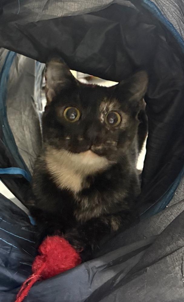 Enlarge Georgie Girl, a Adoptable mixed breed in Jackson, GA image 5/6