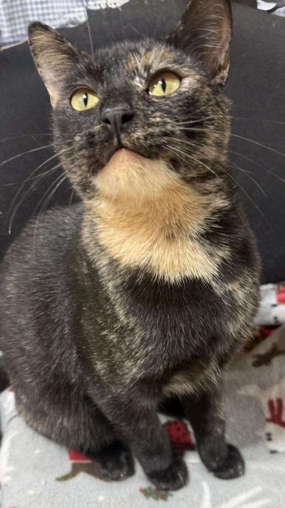 Enlarge Georgie Girl, a Adoptable mixed breed in Jackson, GA image 6/6