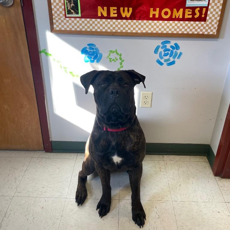 Bertha, ADOPTABLE, Young Female Mastiff.