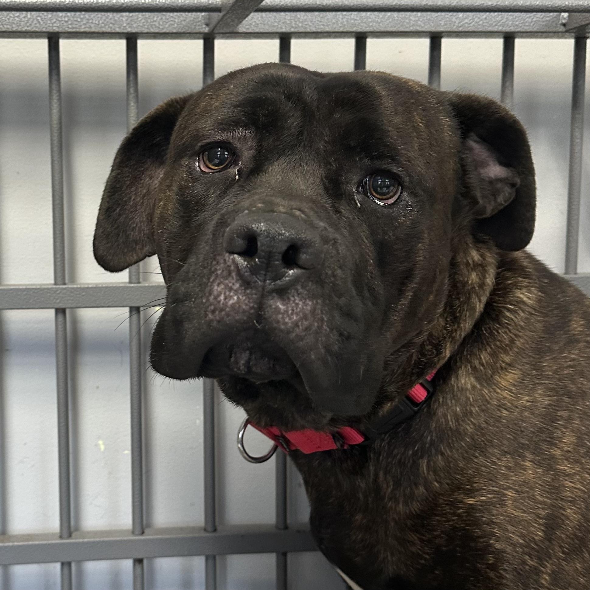 Enlarge Bertha, a ADOPTABLE Mastiff in Maysville, KY image 1/1