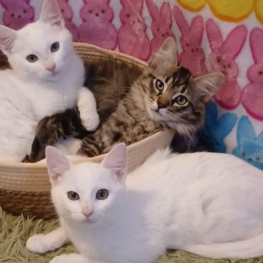 Artemis & Apollo, a Adoptable Domestic Short Hair in HUNTINGTON BEACH, CA image 6/6