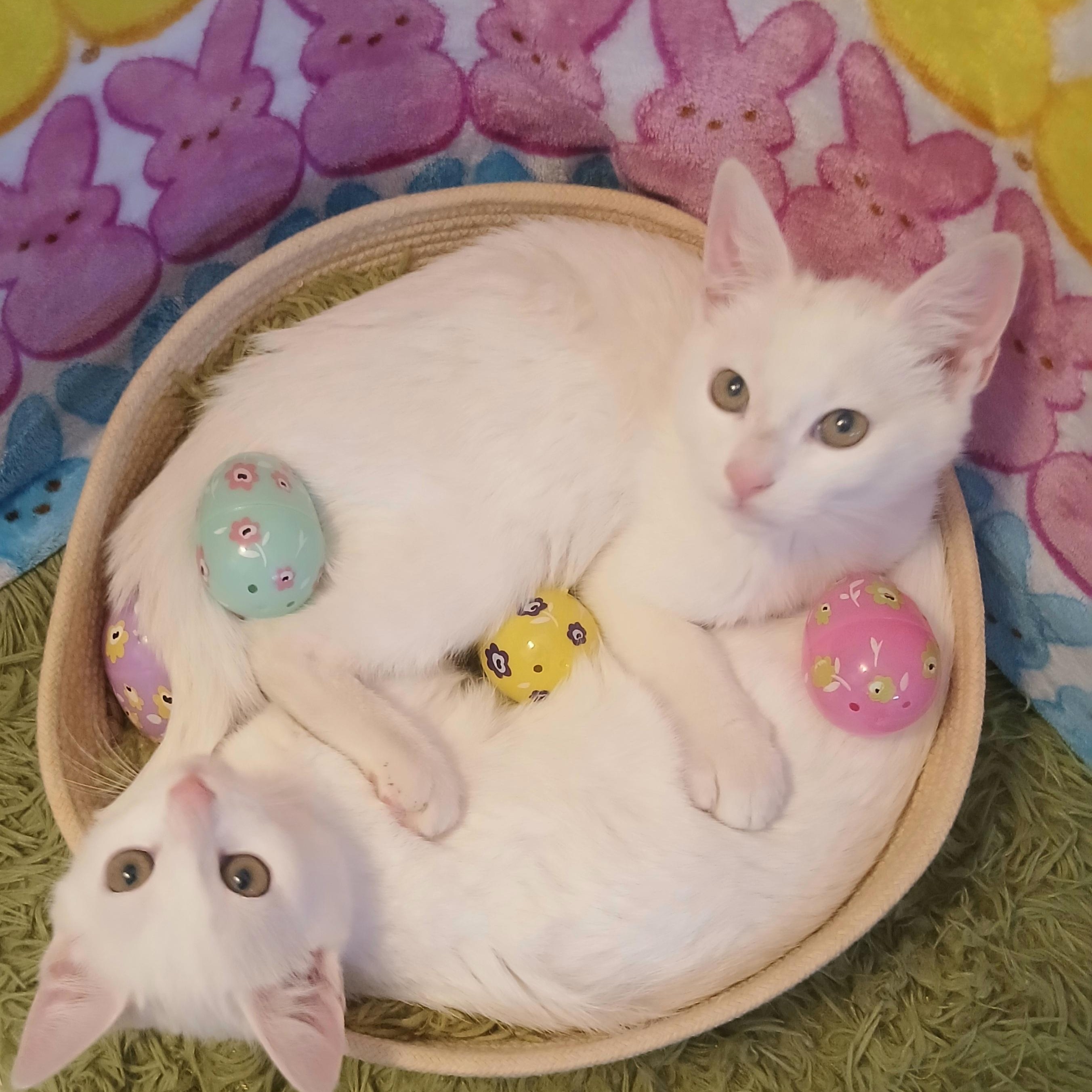 Artemis & Apollo, a Adoptable Domestic Short Hair in HUNTINGTON BEACH, CA image 3/6