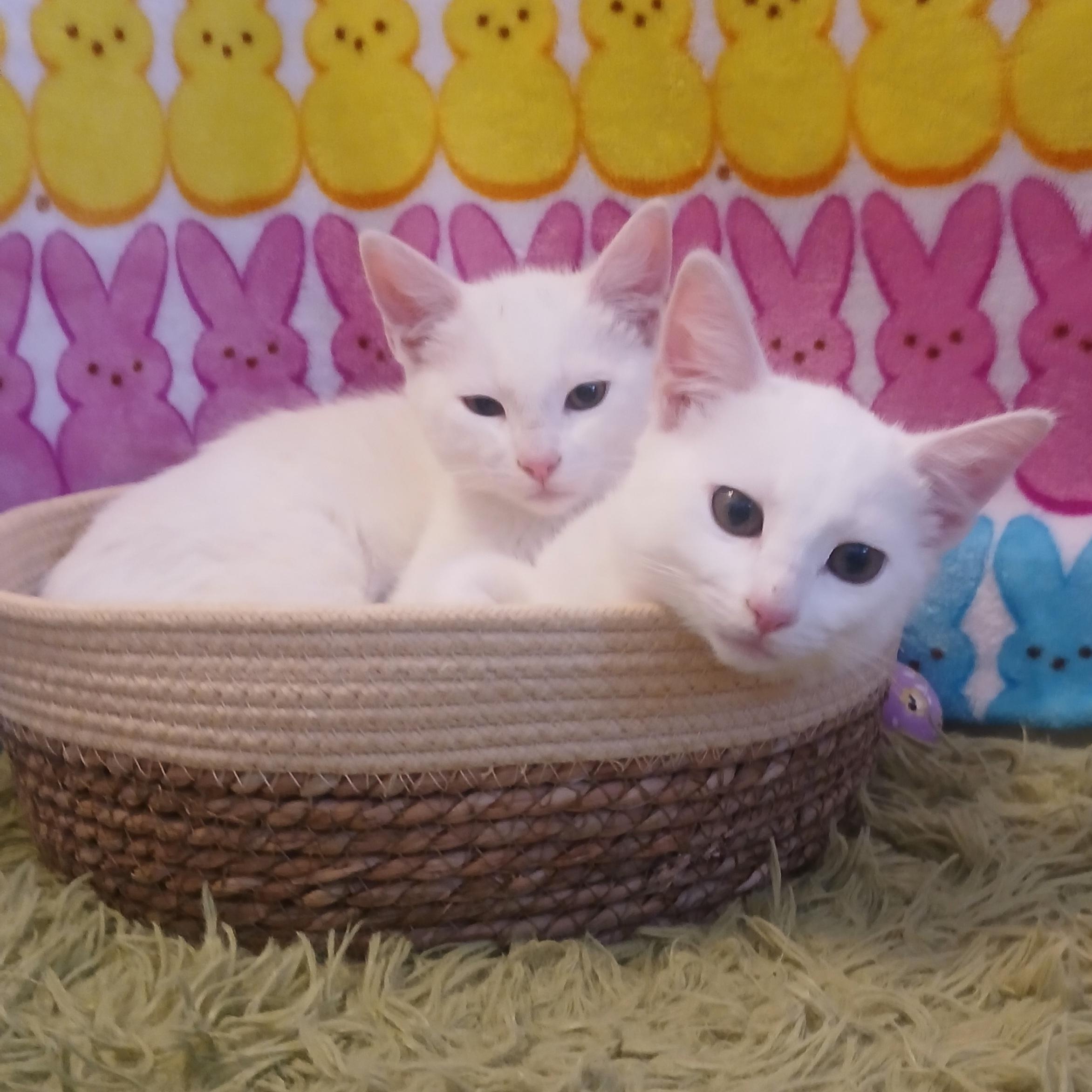 Artemis & Apollo, a Adoptable Domestic Short Hair in HUNTINGTON BEACH, CA image 2/6