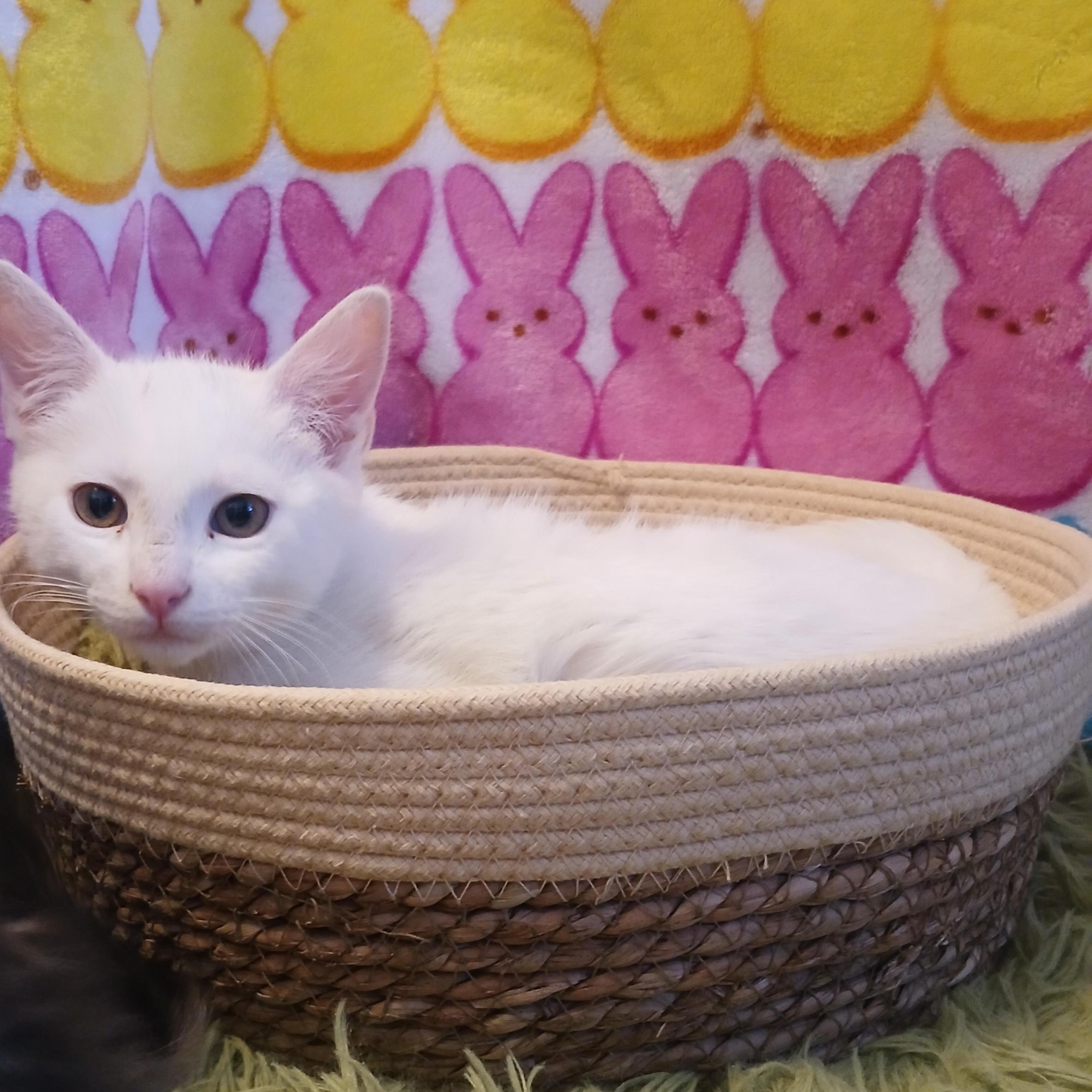 Artemis & Apollo, a Adoptable Domestic Short Hair in HUNTINGTON BEACH, CA image 5/6