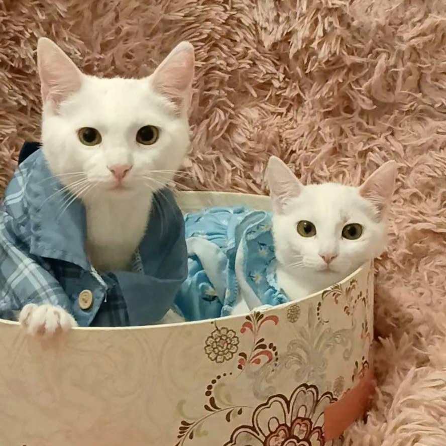 Artemis & Apollo, Adoptable, Kitten Female Domestic Short Hair.