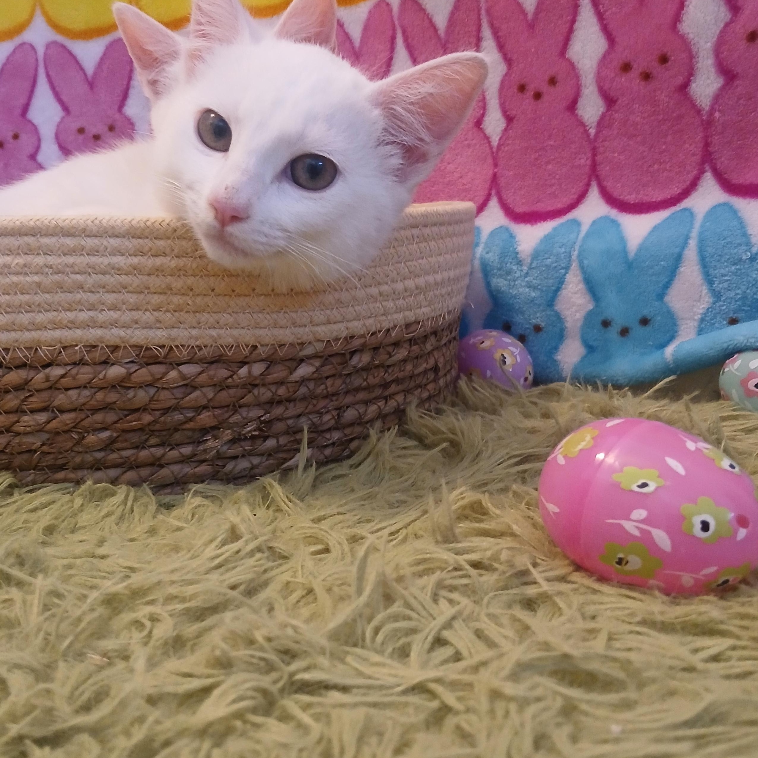 Artemis & Apollo, a Adoptable Domestic Short Hair in HUNTINGTON BEACH, CA image 4/6