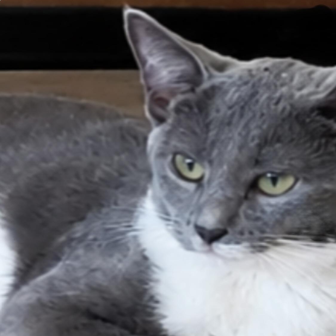 Lincoln, ADOPTABLE, Young Female Domestic Short Hair.