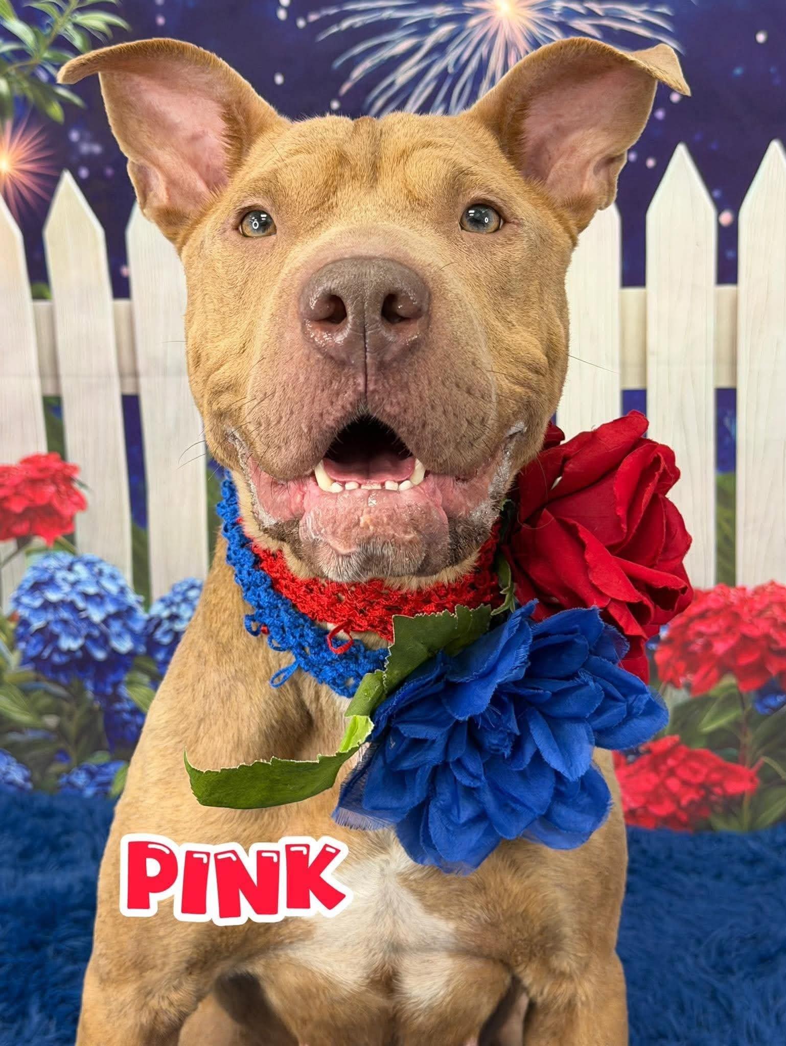 Pink, ADOPTABLE, Adult Female Mixed Breed.