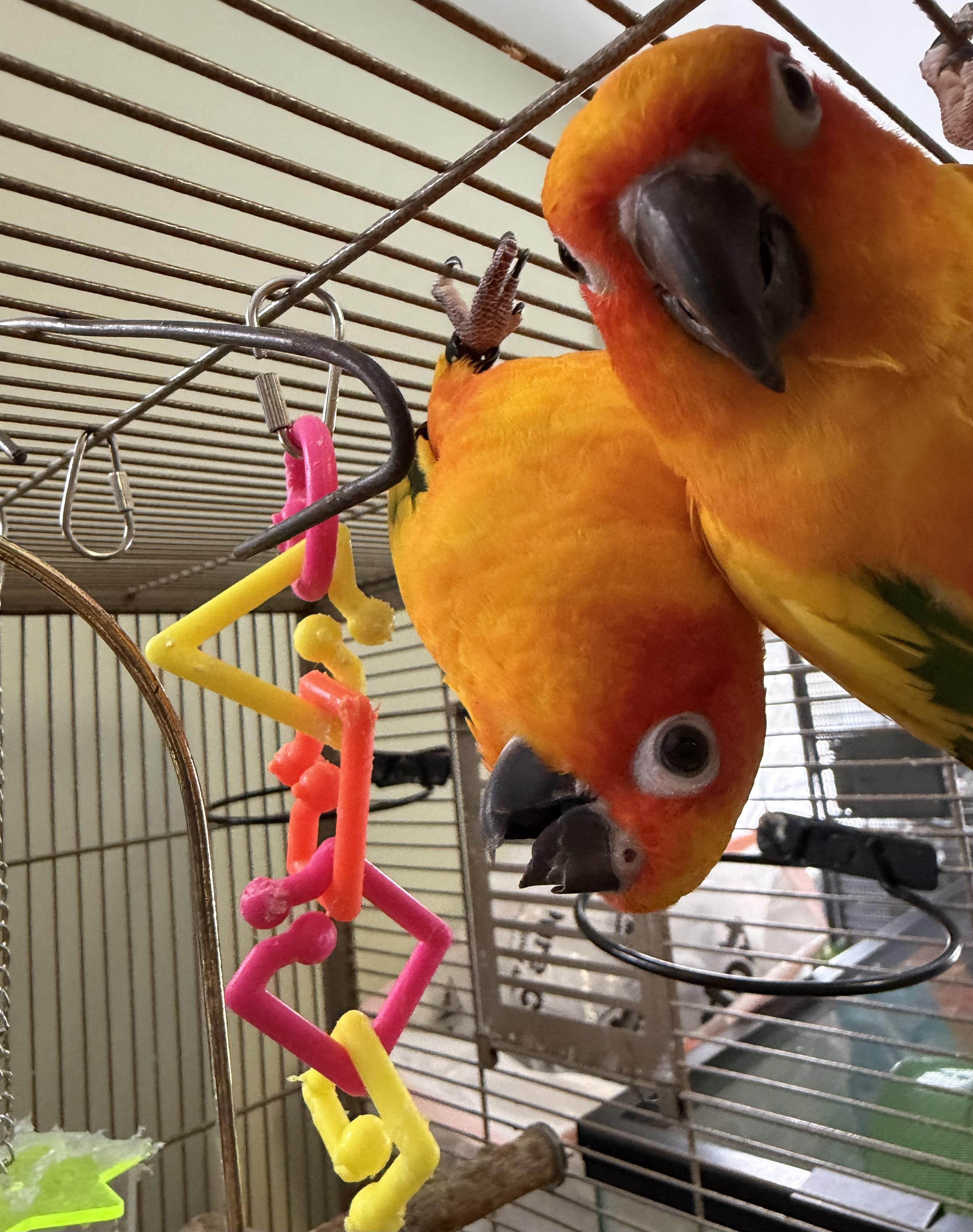Ying & yang , ADOPTABLE, Adult Unknown Conure.