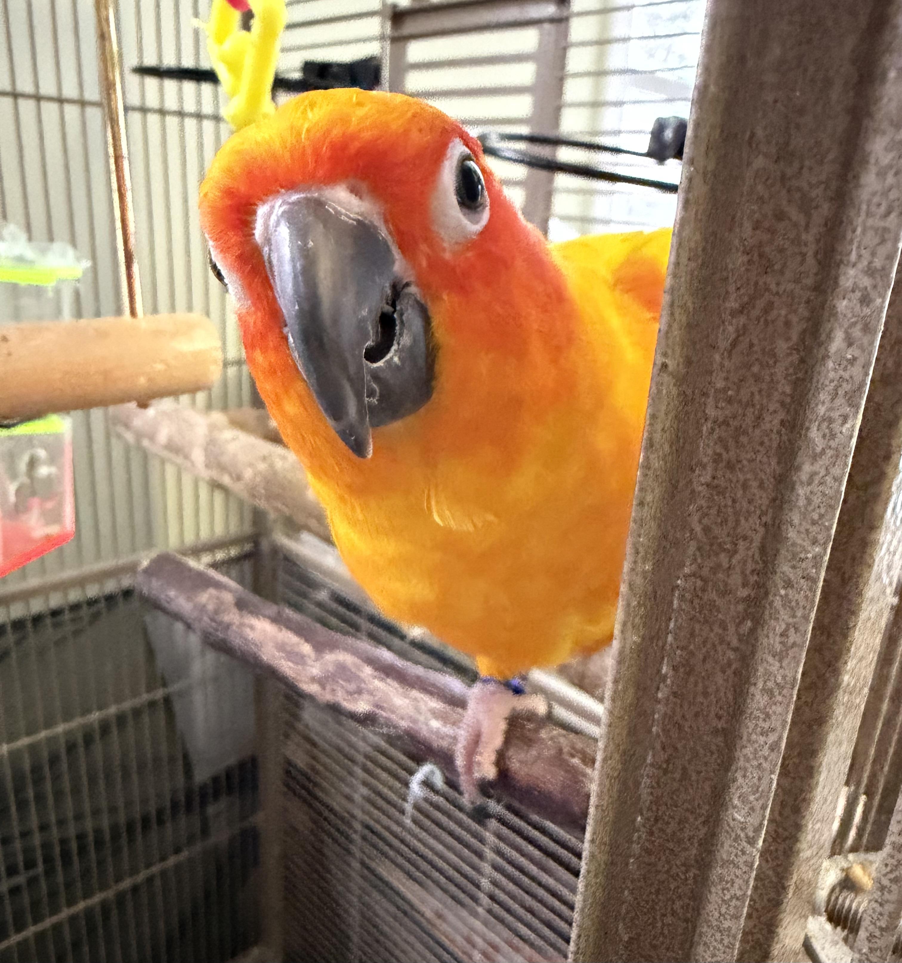 Enlarge Ying & yang , a ADOPTABLE Conure in Middle Island, NY image 2/2