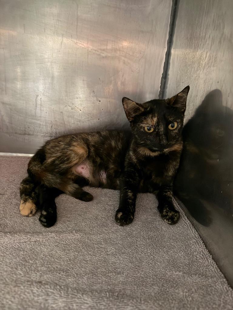 Enlarge Lady Gaga, a Adoptable mixed breed in Rockport, TX image 1/1