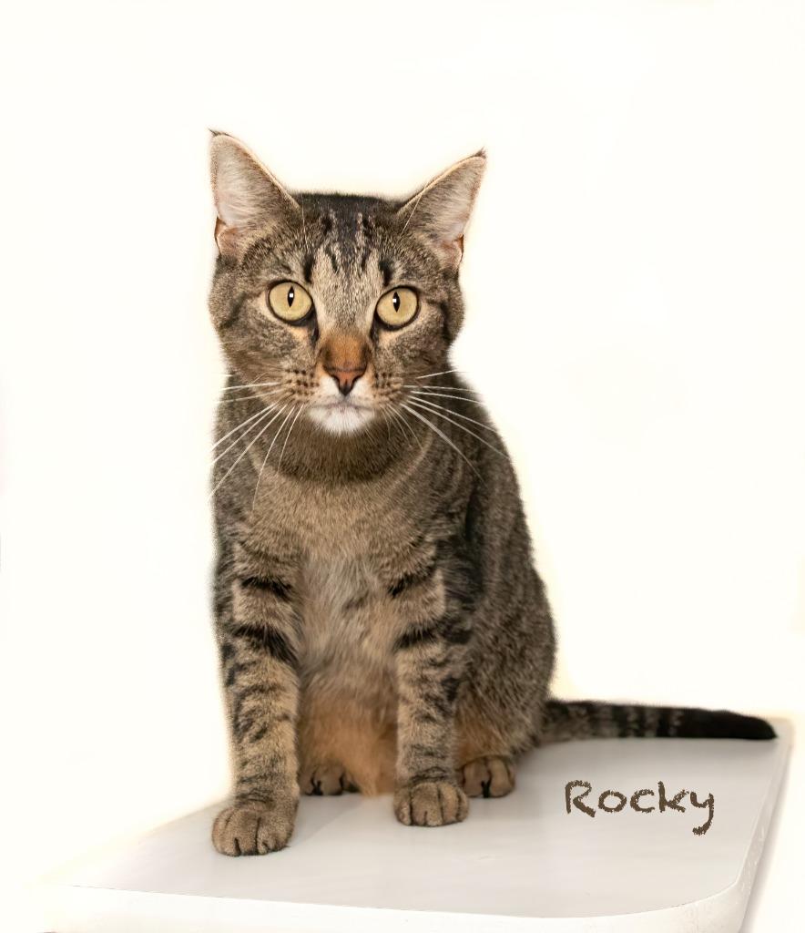 Rocky, Adoptable, Young Male Domestic Short Hair.