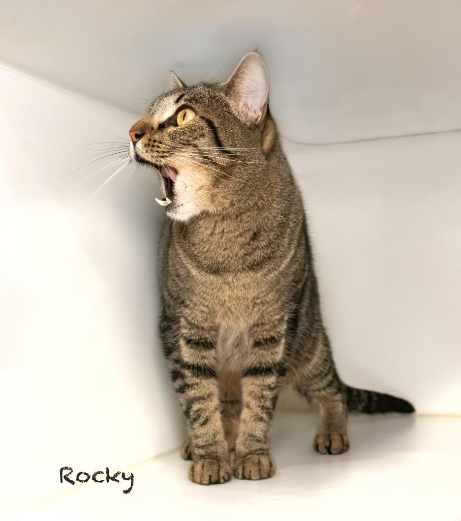 Enlarge Rocky, a Adoptable mixed breed in Hot Springs Village, AR image 2/2