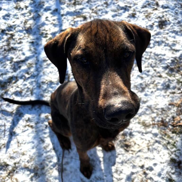 Zack, a Adoptable Hound in westport, CT image 2/6