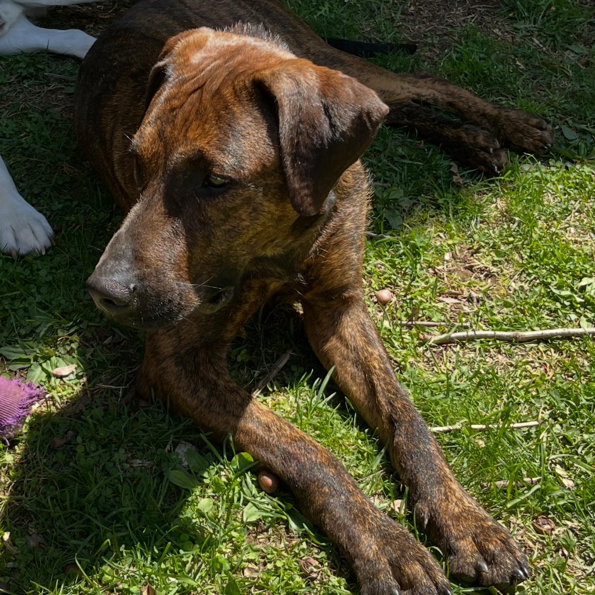 Zack, Adoptable, Young Male Hound.