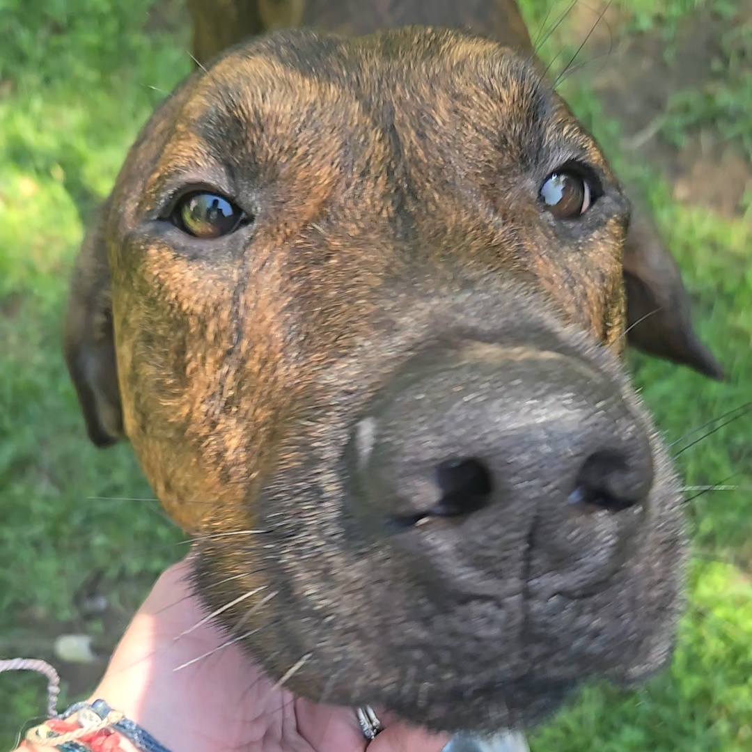 Zack, a Adoptable Hound in westport, CT image 4/6