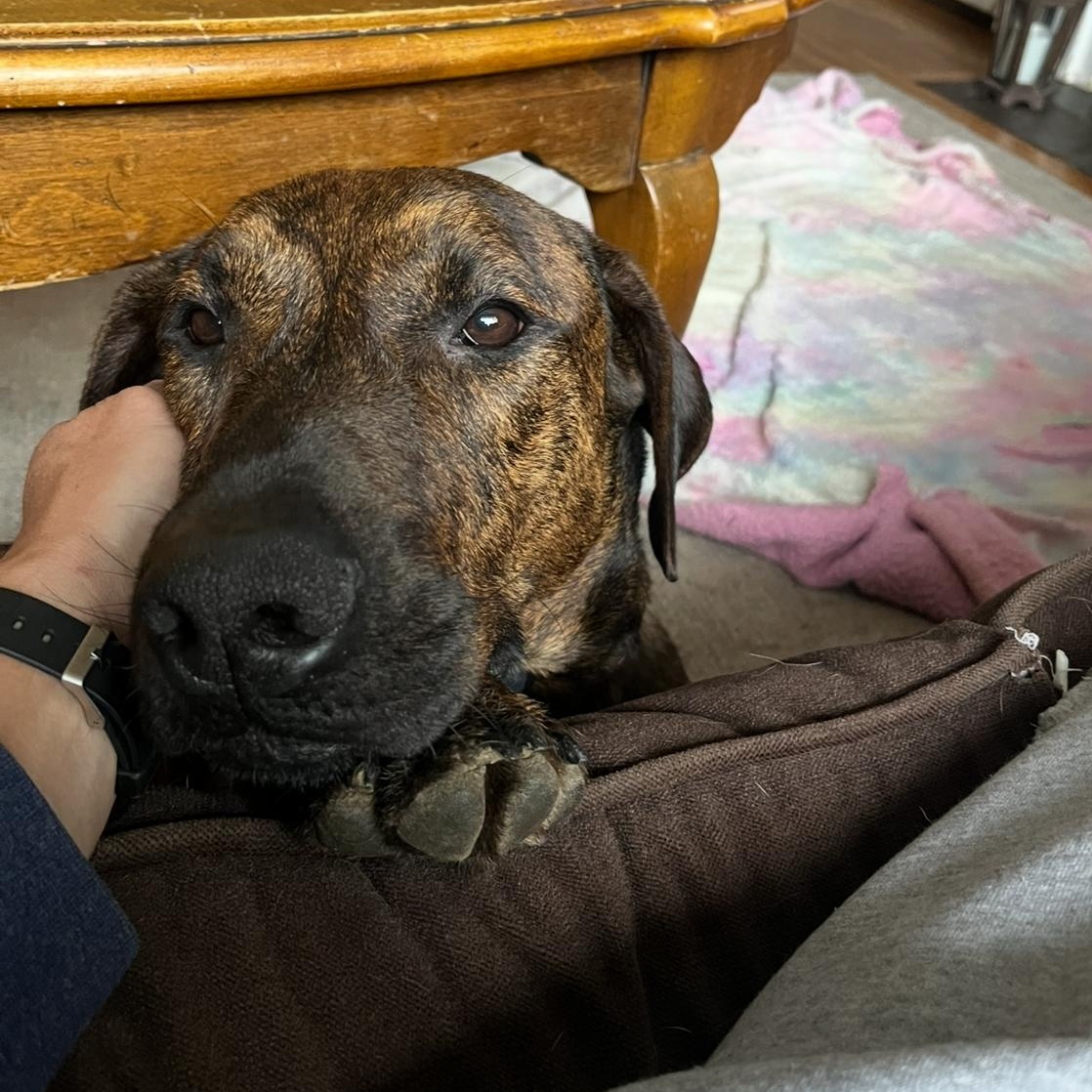 Zack, a Adoptable Hound in westport, CT image 6/6