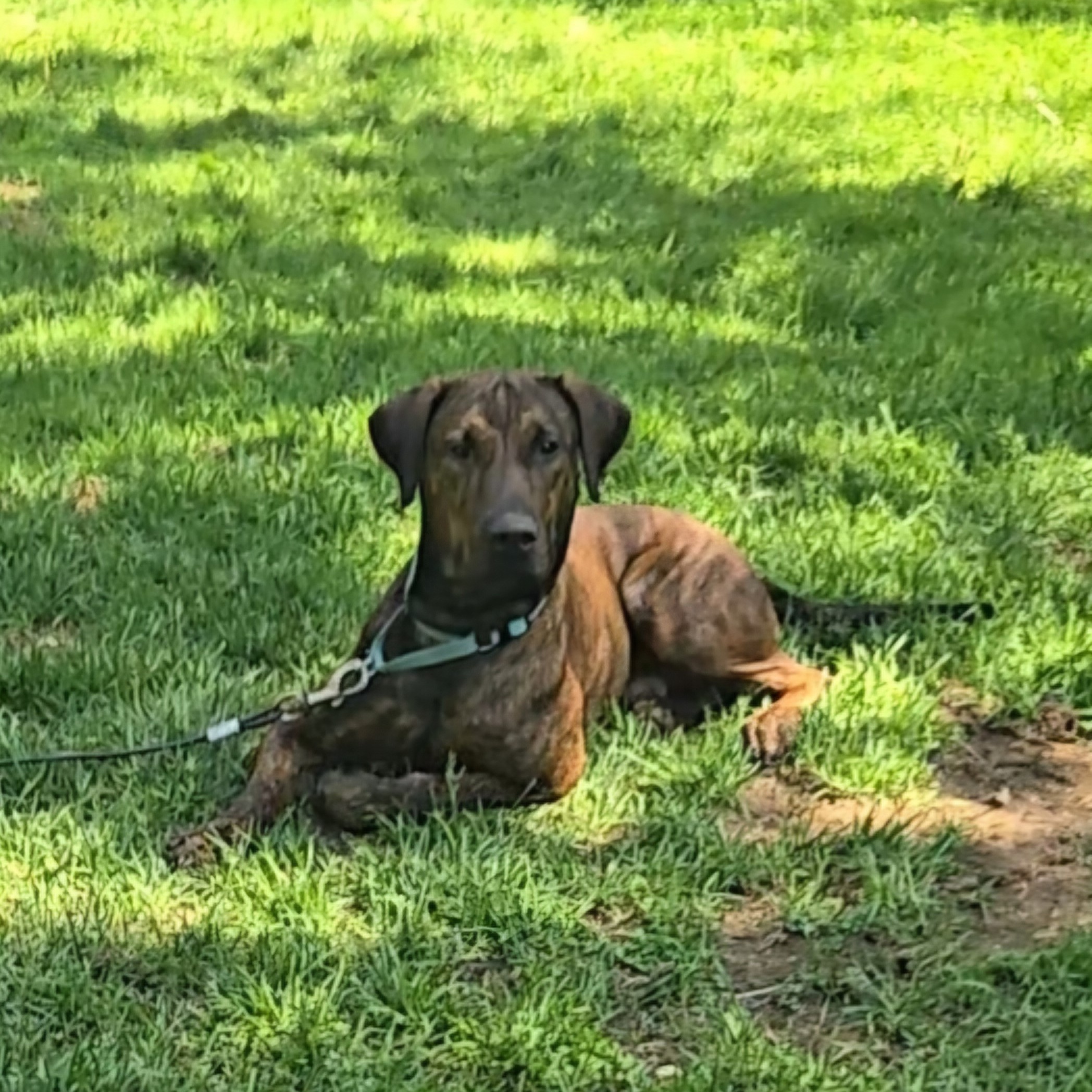 Zack, a Adoptable Hound in westport, CT image 5/6
