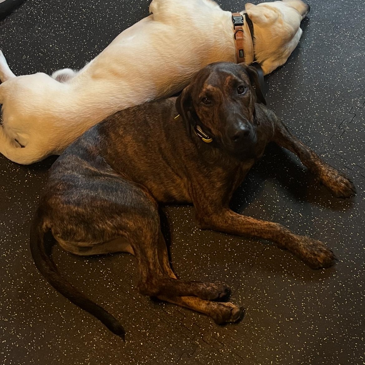 Zack, a Adoptable Hound in westport, CT image 3/6