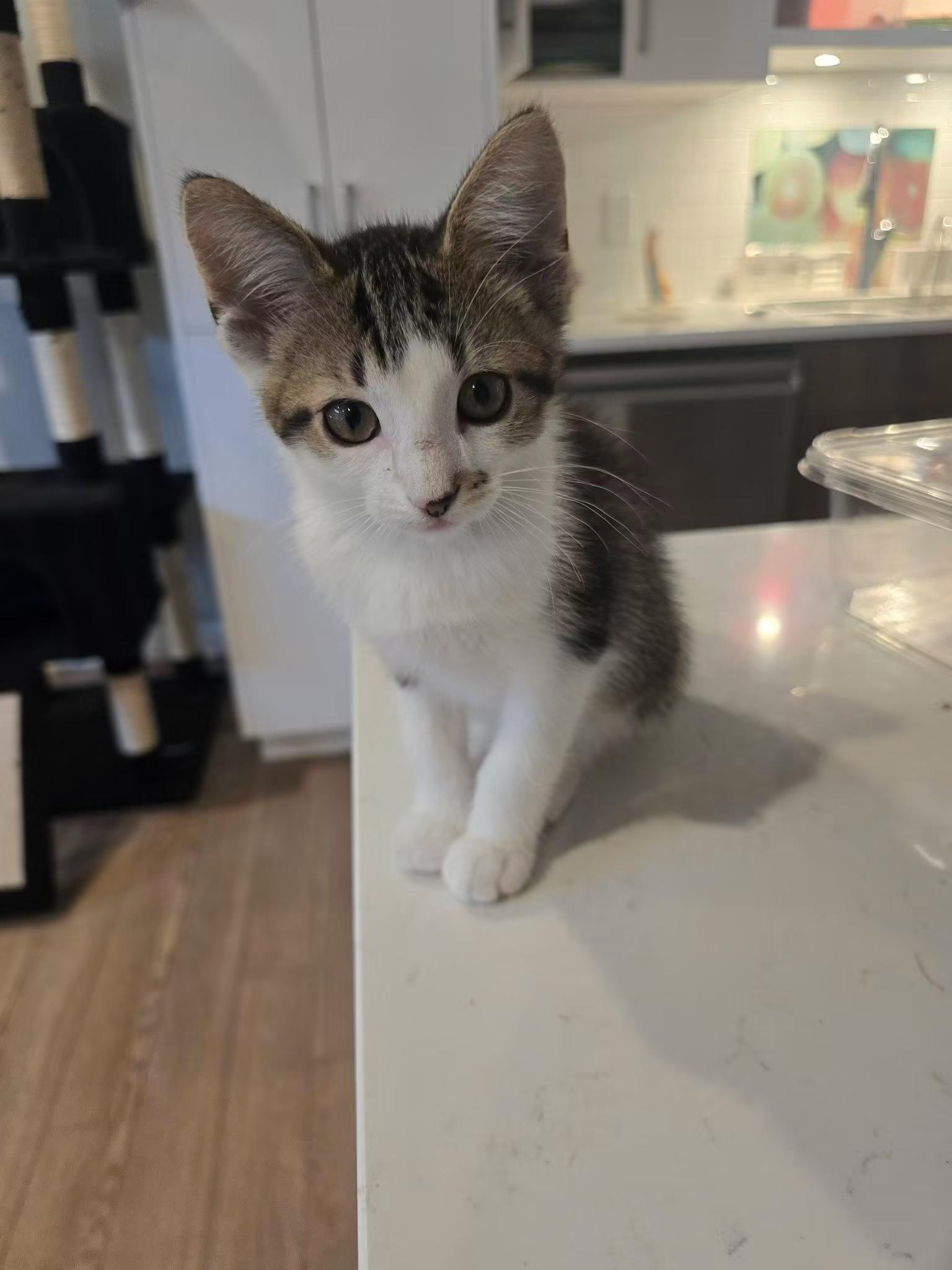 Enlarge JUNIOR MINT, an adopted Domestic Short Hair in Tillsonburg, ON image 1/6