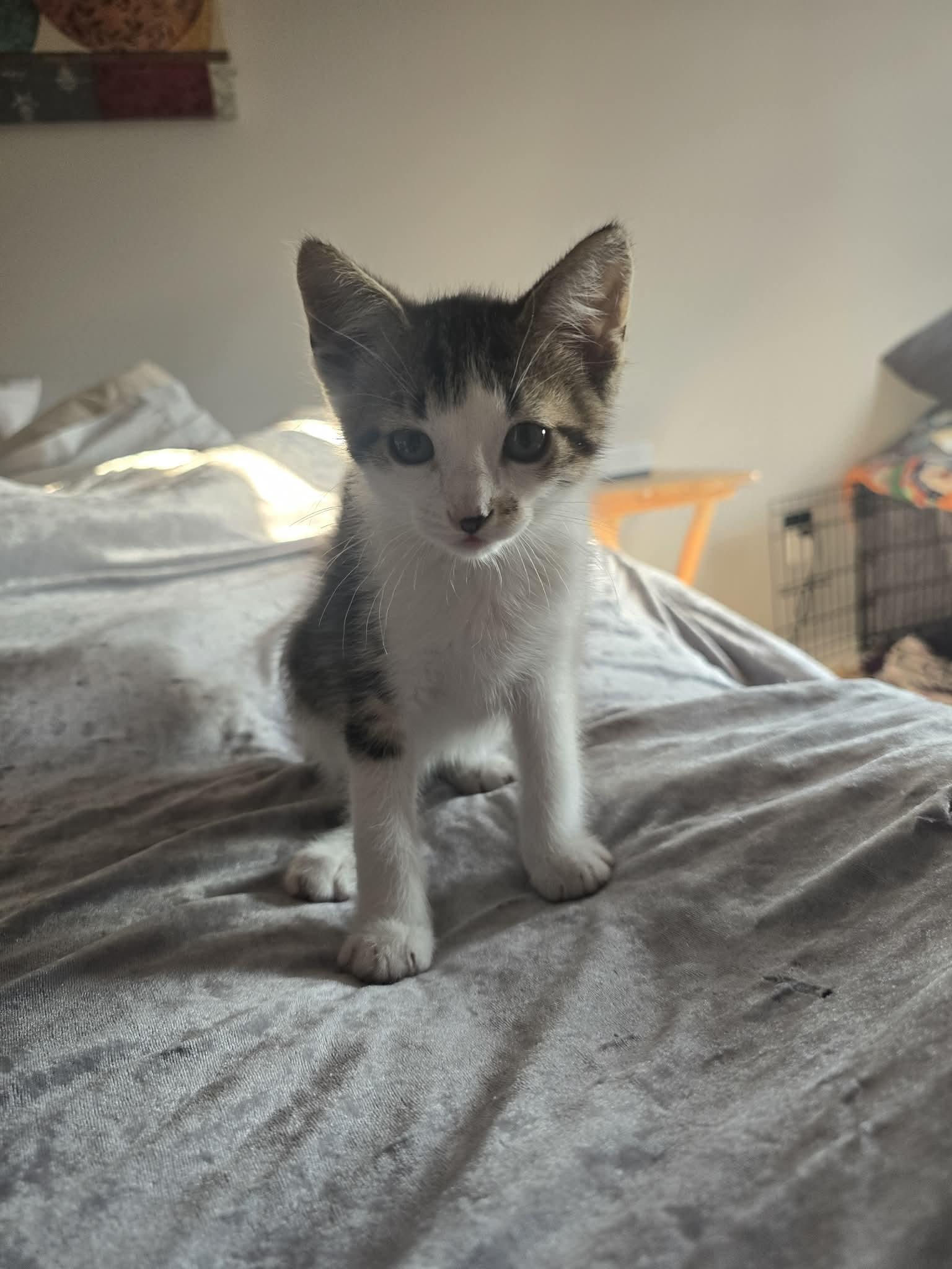 JUNIOR MINT, a Adoptable Domestic Short Hair in Tillsonburg, ON image 1/3