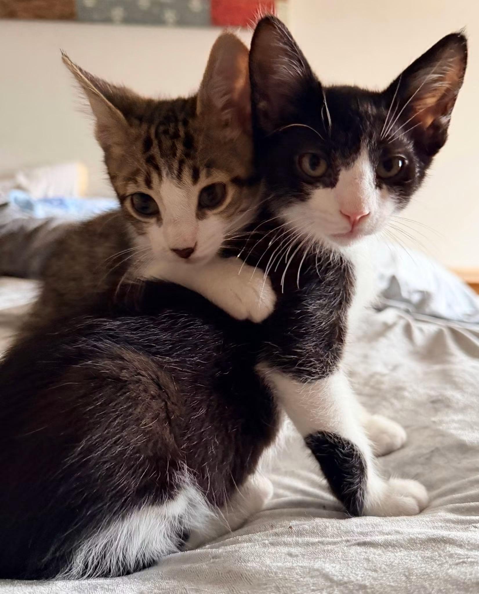 Enlarge JUNIOR MINT, an adopted Domestic Short Hair in Tillsonburg, ON image 3/6