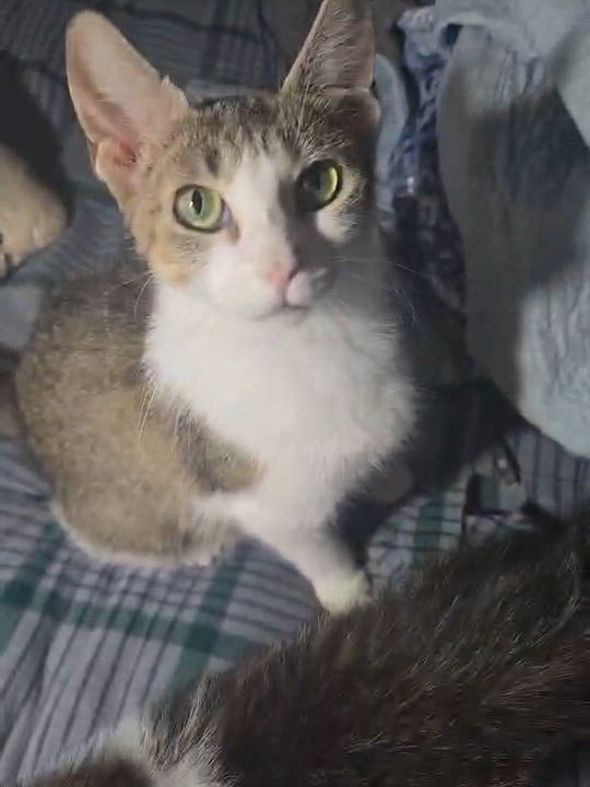 Enlarge JUNIOR MINT, a Adoptable Domestic Short Hair in Tillsonburg, ON video 3/3