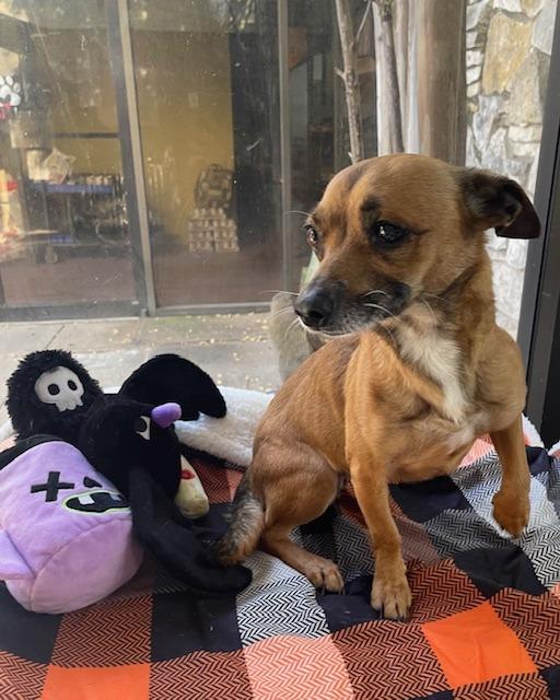 Dawn, a Adoptable Chihuahua in Fort Worth, TX image 1/2