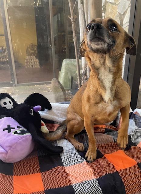 Dawn, a Adoptable Chihuahua in Fort Worth, TX image 2/2