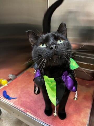 Jericho (Bluey), Adoptable, Senior Male Domestic Short Hair.