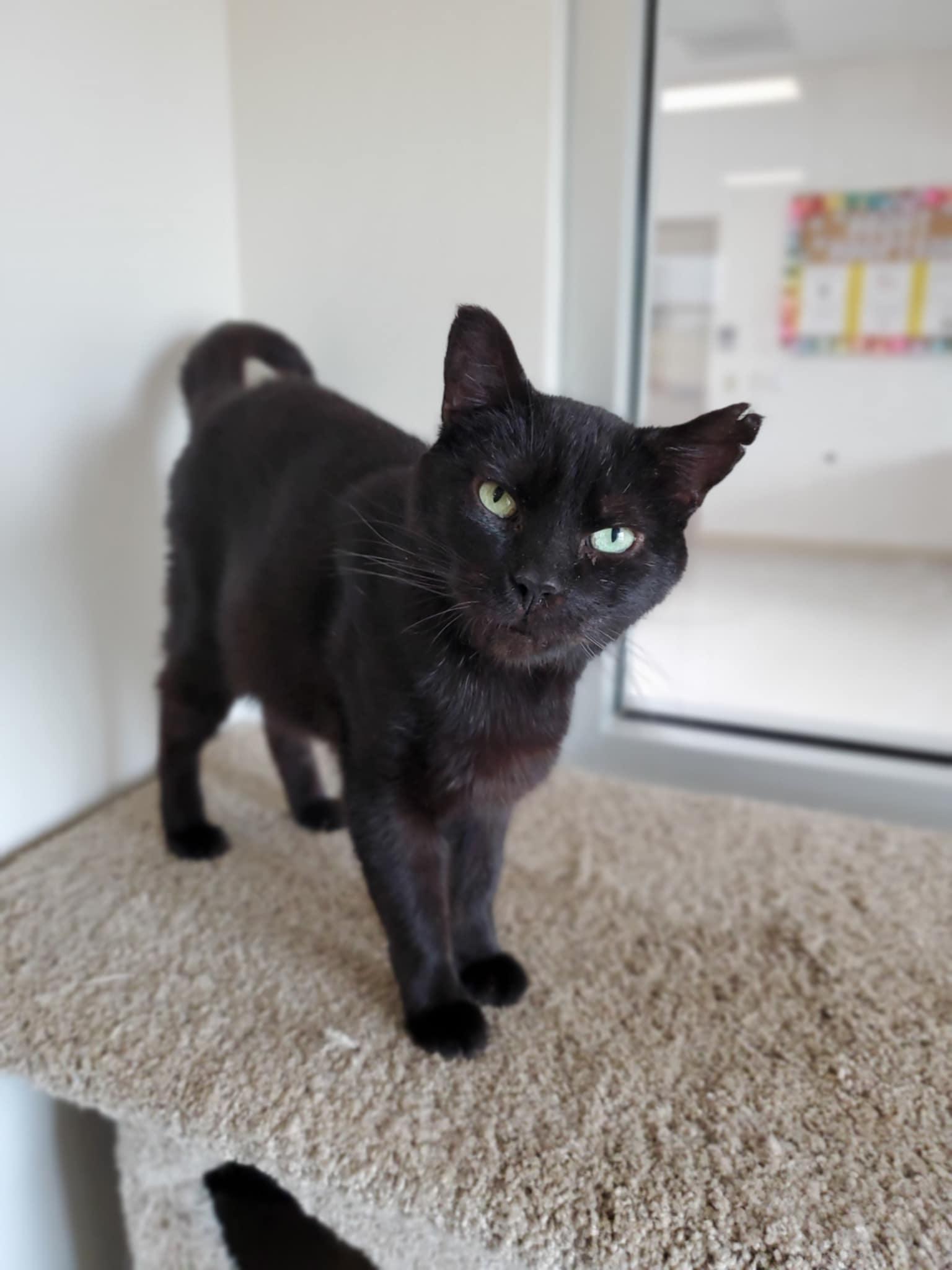 Jericho (Bluey), a Adoptable mixed breed in Chambersburg, PA image 3/3