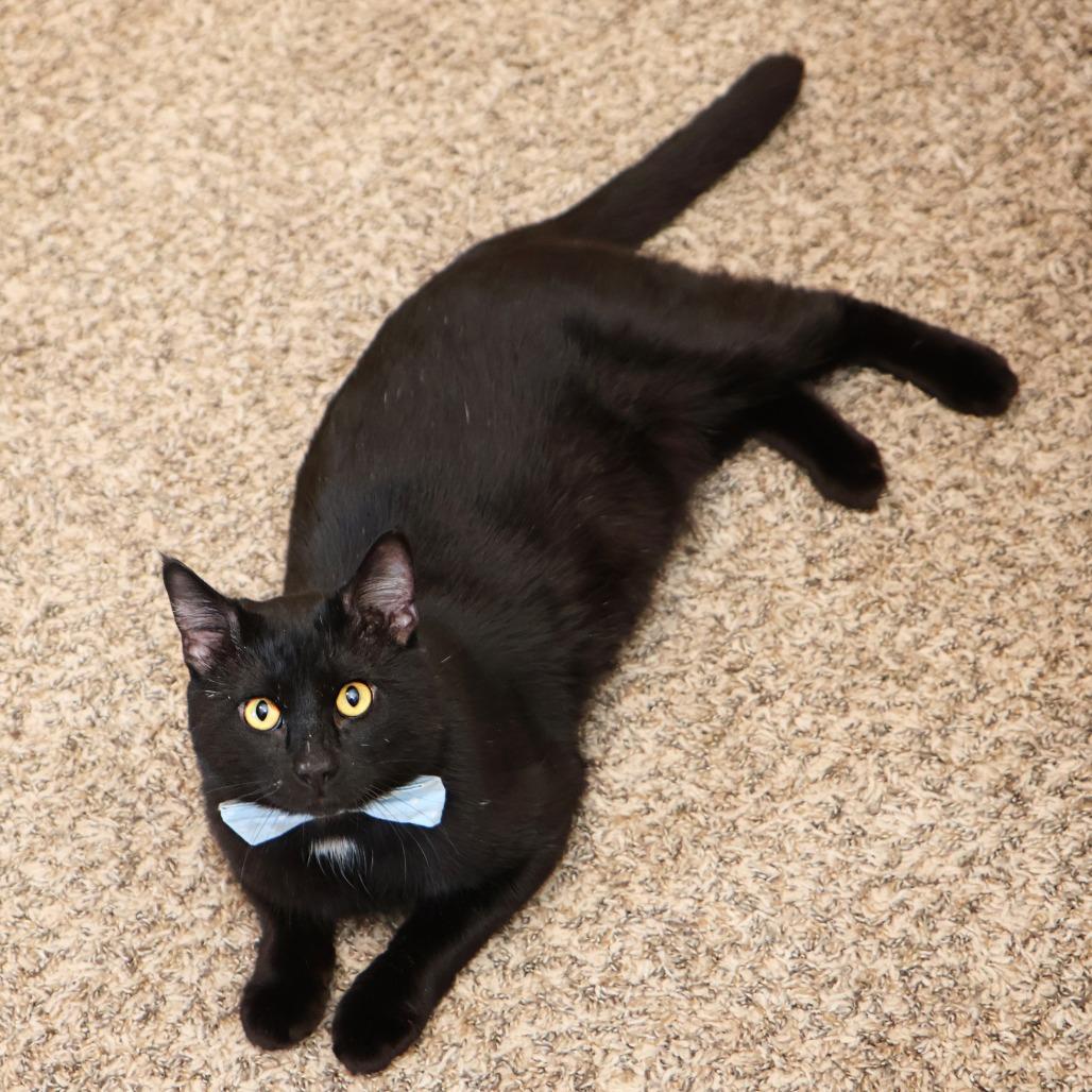Enlarge Spud, a Adoptable Domestic Short Hair in FAIRWAY, KS image 1/6